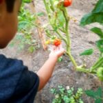 Young boy holding a tomato on a vine